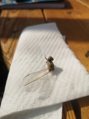 Orthetrum cancellatum