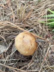 Amidella