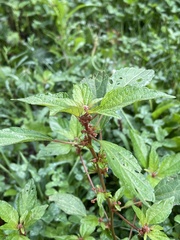 Acalypha rhomboidea