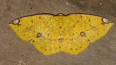 Periclina