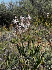 Chlorophytum graminifolium
