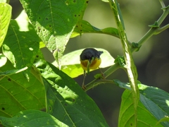 Setophaga pitiayumi