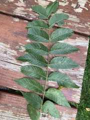 Juglans