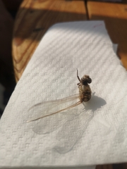 Orthetrum cancellatum