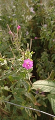 Epilobium hirsutum