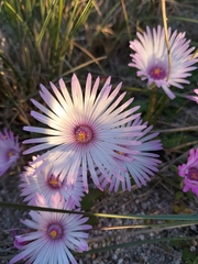 Cleretum bellidiforme