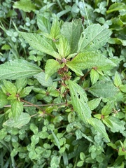 Acalypha rhomboidea
