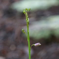 Pennellia longifolia