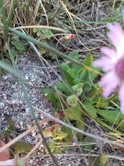 Cleretum bellidiforme