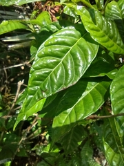 Psychotria nervosa