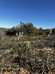 Chlorophytum graminifolium