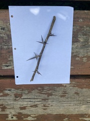 Gleditsia triacanthos