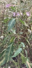 Impatiens glandulifera