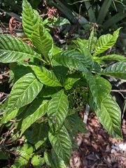 Psychotria nervosa