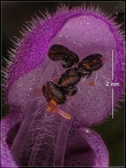 Lamium hybridum