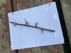 Gleditsia triacanthos