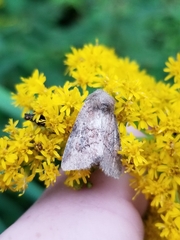 Lacinipolia meditata