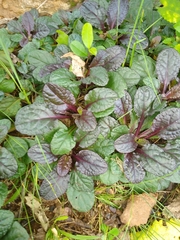 Ajuga reptans