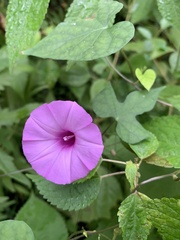 Ipomoea cordatotriloba