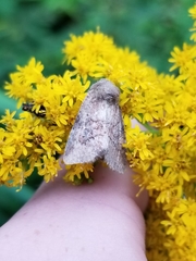 Lacinipolia meditata