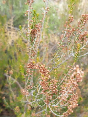 Erica scoparia
