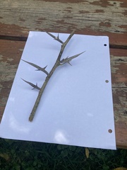 Gleditsia triacanthos