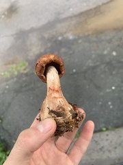 Cortinarius armillatus