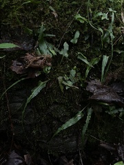 Asplenium rhizophyllum