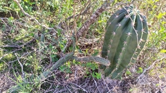 Echinopsis rhodotricha