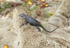 Sceloporus undulatus