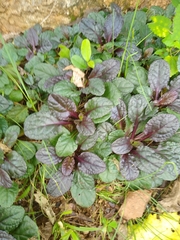 Ajuga reptans