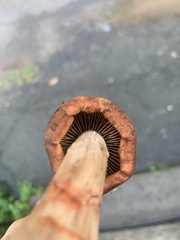 Cortinarius armillatus