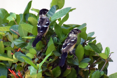 Sporophila morelleti