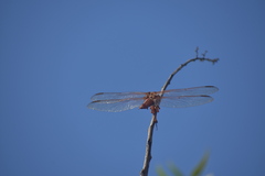 Libellula croceipennis