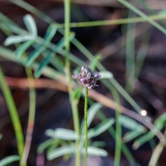 Dalea polygonoides