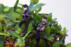 Sporophila morelleti