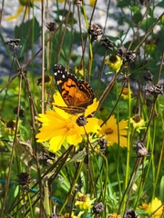 Vanessa virginiensis