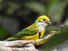 Tangara icterocephala