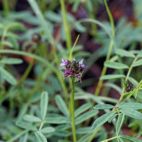 Image of Dalea polygonoides by (c) Andrew Tree, some rights reserved (CC BY)