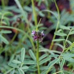 Dalea polygonoides
