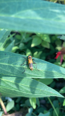 Chauliognathus pensylvanicus