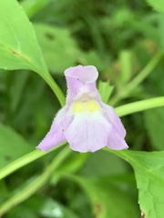 Mimulus alatus