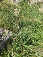 Cirsium funkiae