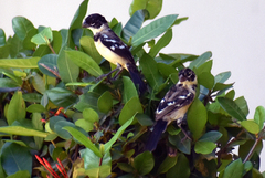 Sporophila morelleti