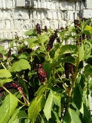 Phytolacca acinosa