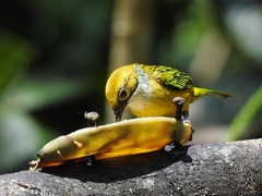 Tangara icterocephala