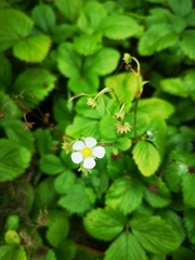 Fragaria vesca