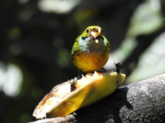 Tangara icterocephala