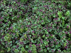 Lamium hybridum