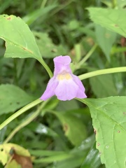 Mimulus alatus